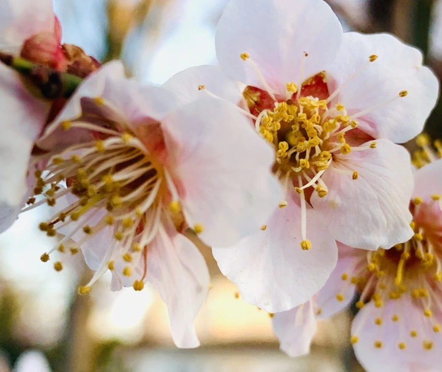 IMG_2241.jpg?type=w966