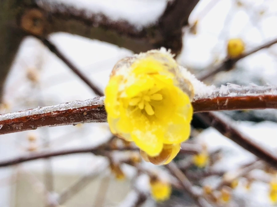 IMG_3516.jpg?type=w966