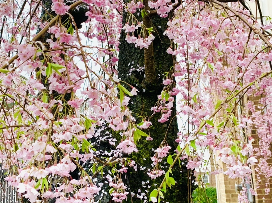 IMG_2311.jpg?type=w966