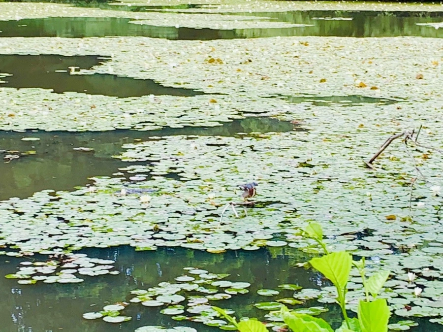 IMG_0723.jpg?type=w966