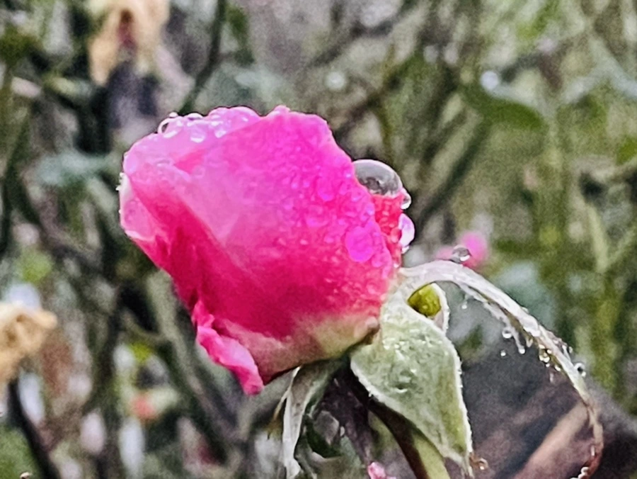 IMG_6394.jpg?type=w966