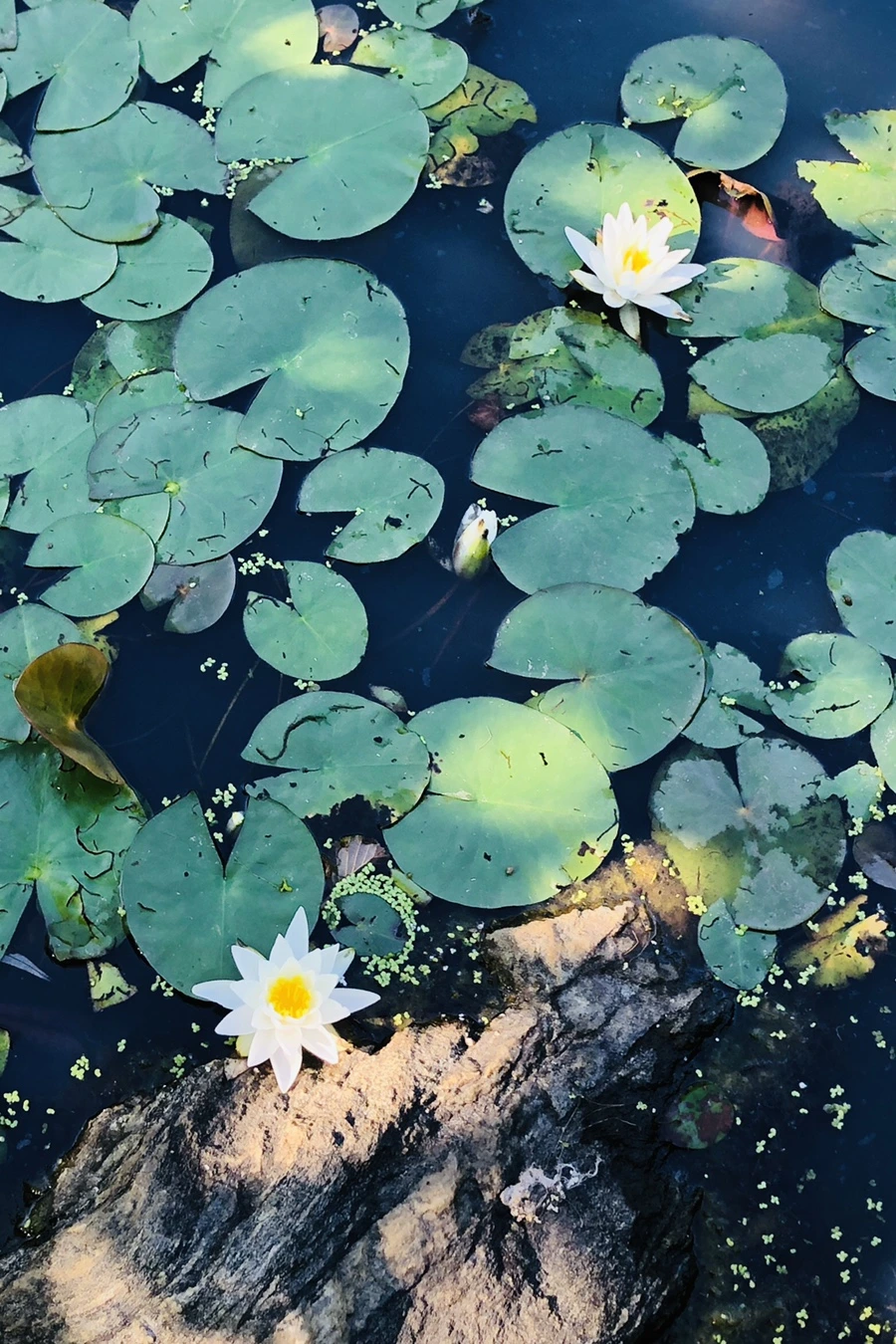 IMG_9157.jpg?type=w966