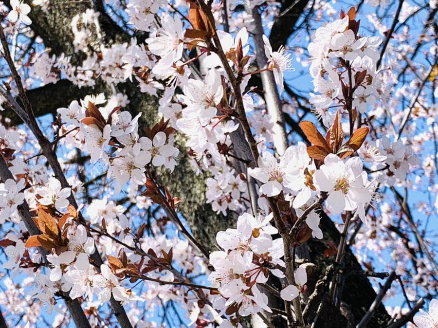 IMG_7996.jpg?type=w966