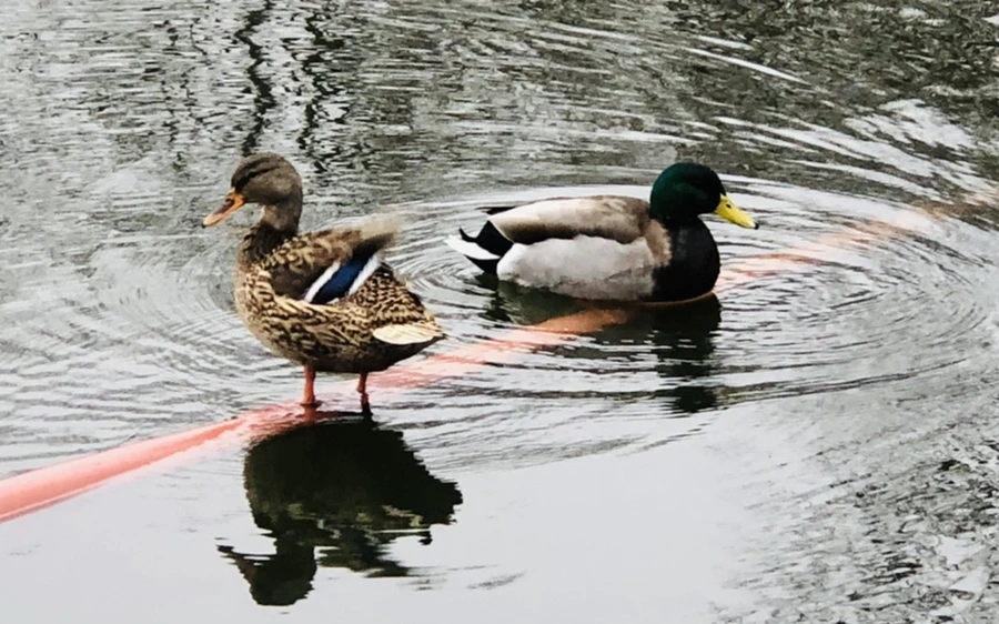 IMG_3338.jpg?type=w966