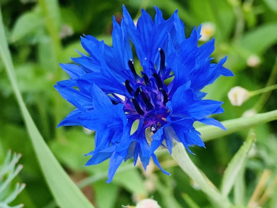 IMG_7261.jpg?type=w966