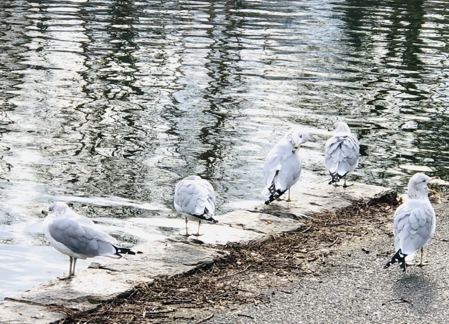 IMG_8720.jpg?type=w966