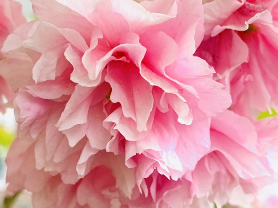 IMG_8990.jpg?type=w966