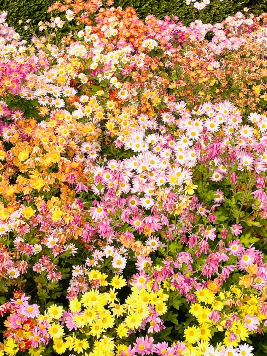 IMG_1210.jpg?type=w966