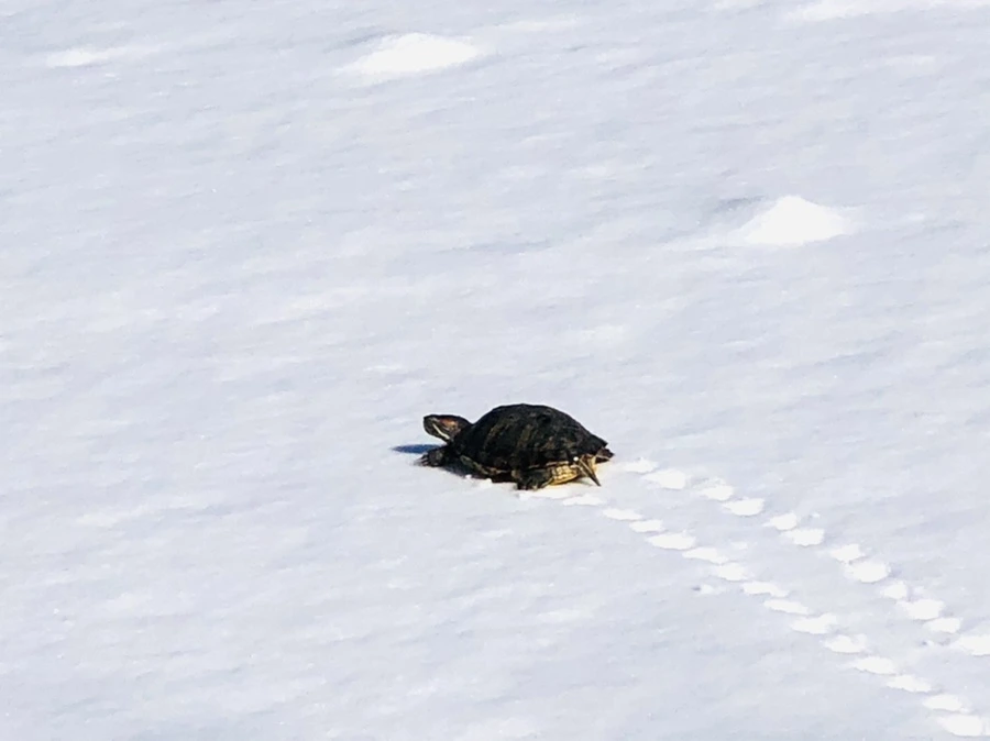 IMG_1730.jpg?type=w966