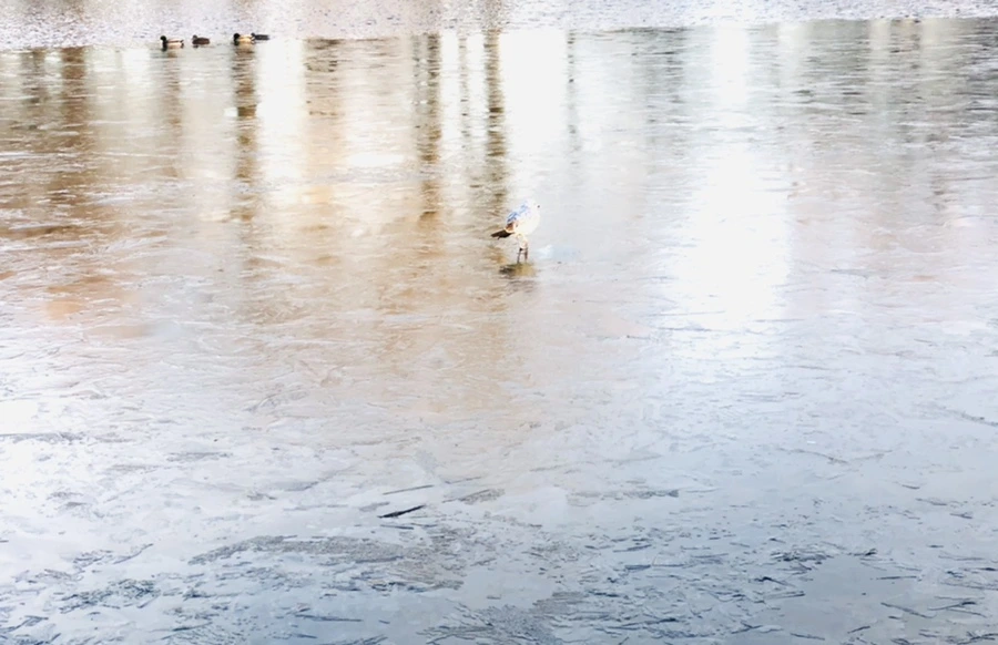 IMG_0819.jpg?type=w966