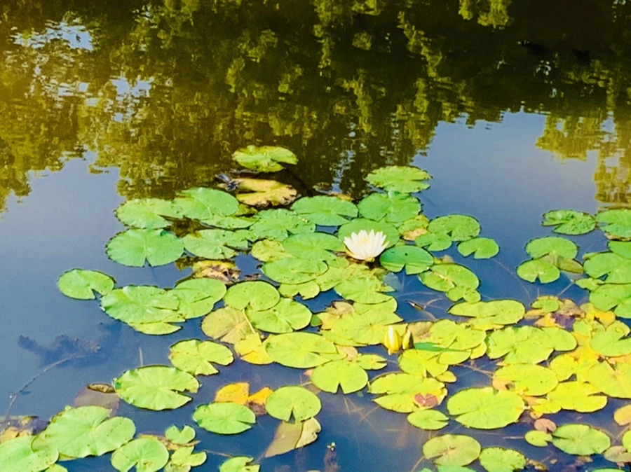 IMG_4275.jpg?type=w966