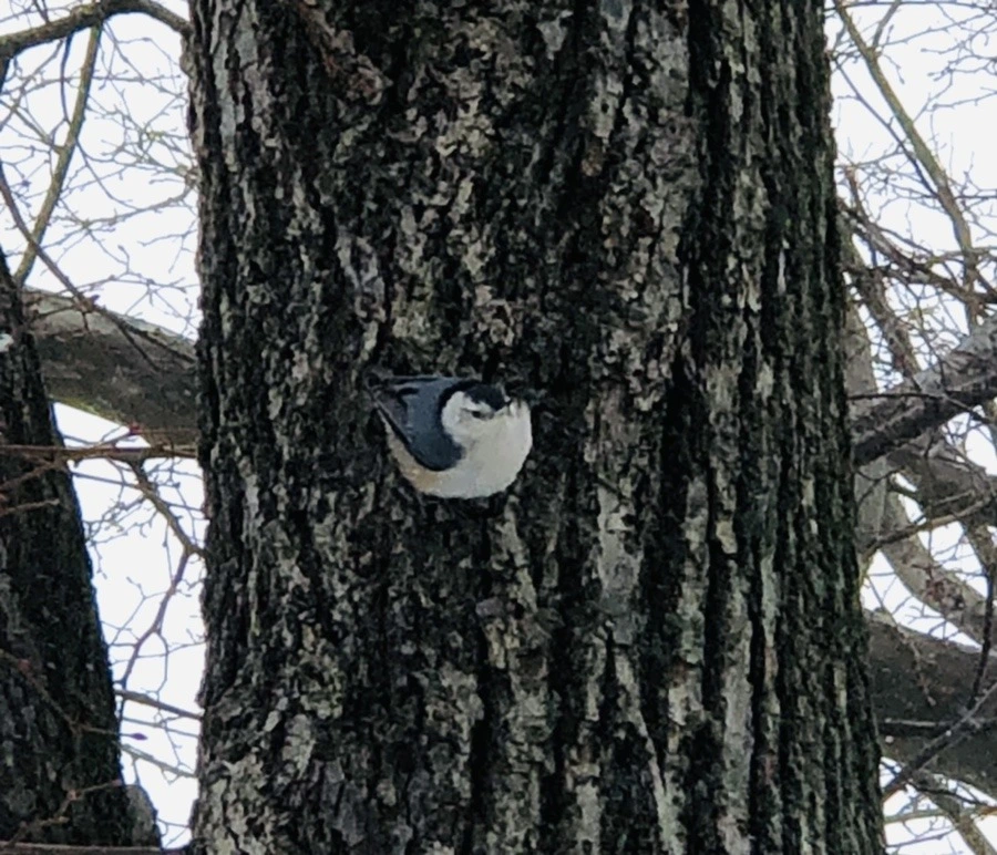 ZfhfraJcOtC7viC4SL_KHk_ovSE