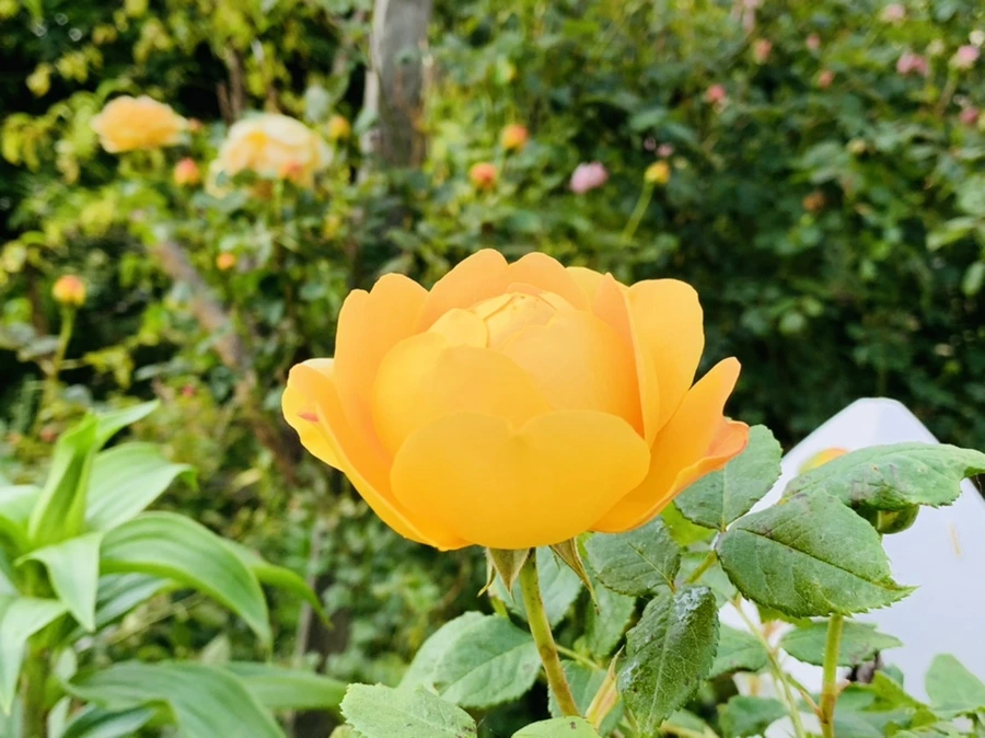 IMG_4099.jpg?type=w966