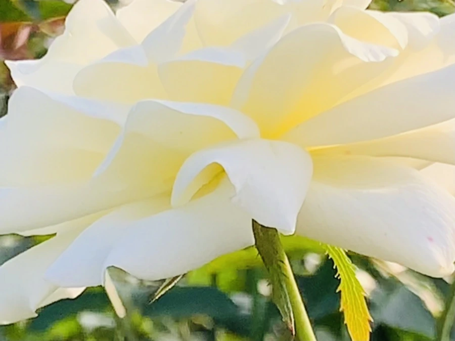 IMG_1229.jpg?type=w966