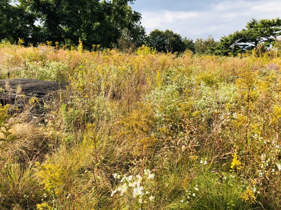 IMG_1591.jpg?type=w966