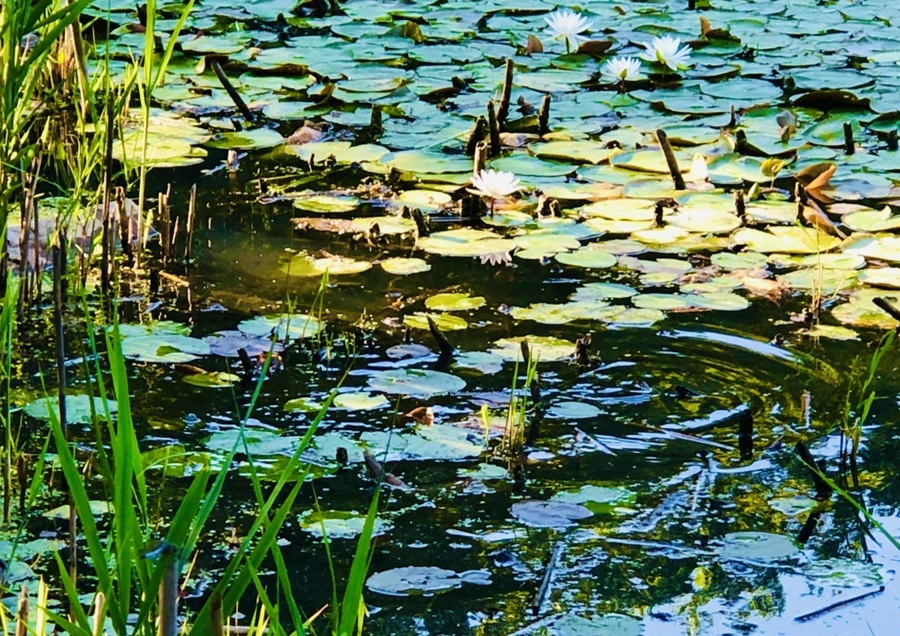 IMG_3868.jpg?type=w966