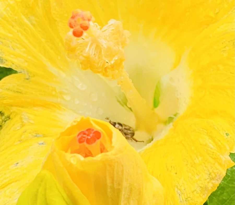 IMG_0233.jpg?type=w966