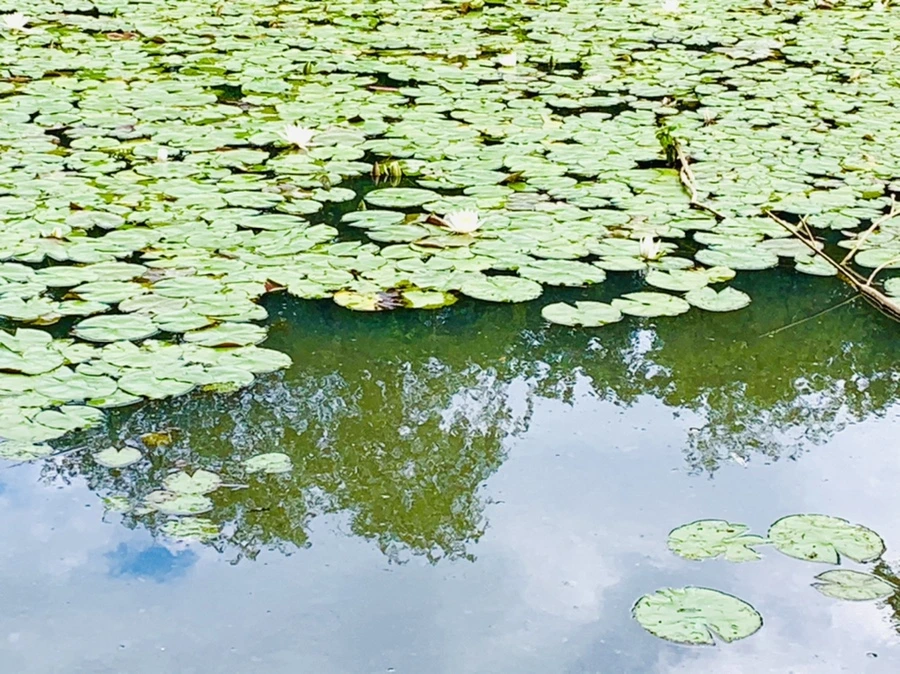 IMG_0705.jpg?type=w966