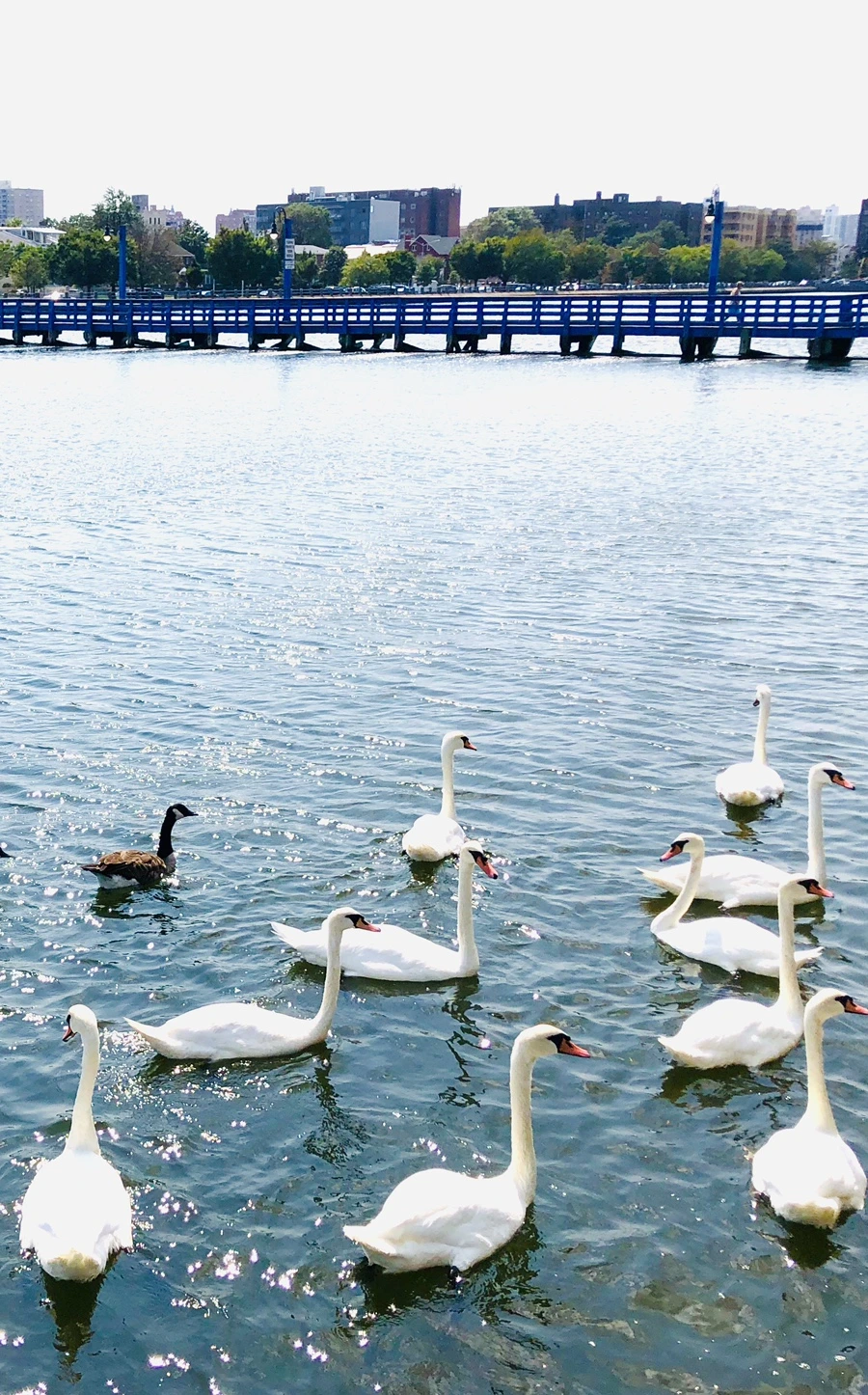 IMG_8454.jpg?type=w966