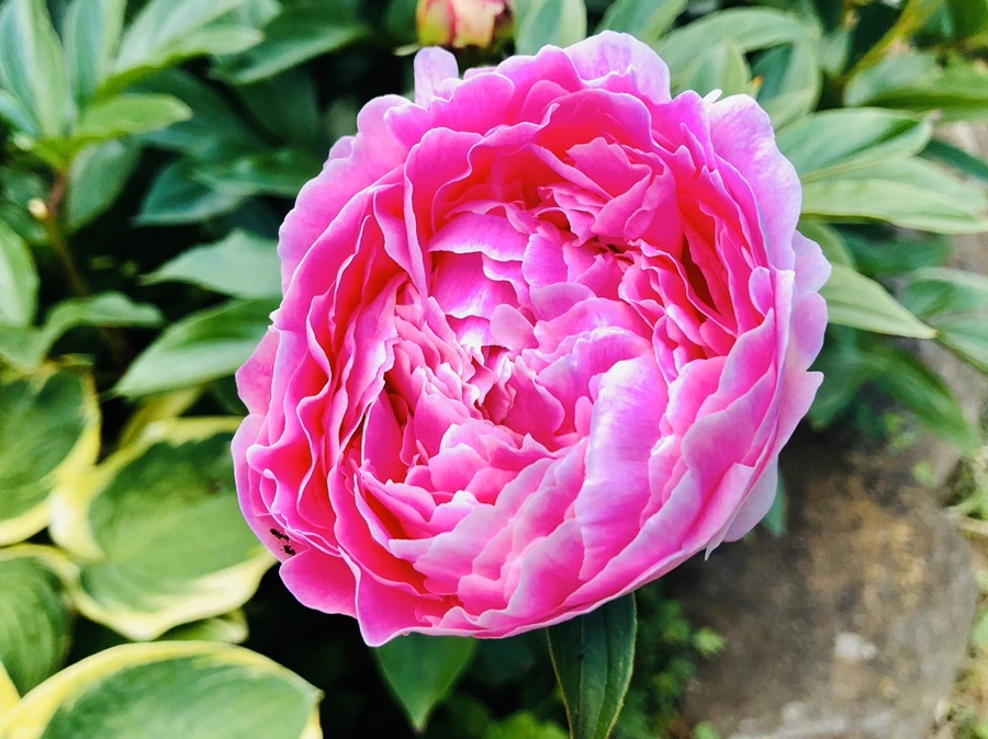 IMG_7719.jpg?type=w966