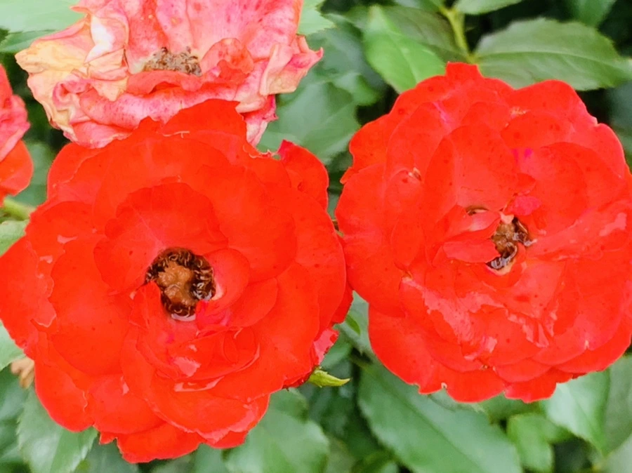 IMG_6947.jpg?type=w966