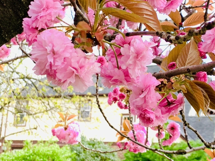 IMG_4408.jpg?type=w966