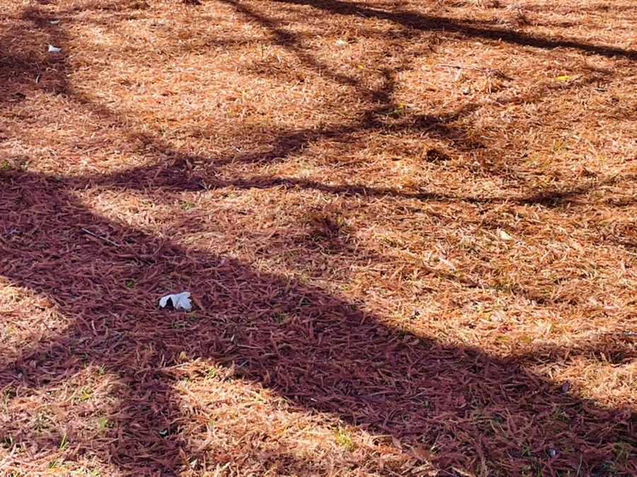 IMG_2583.jpg?type=w966