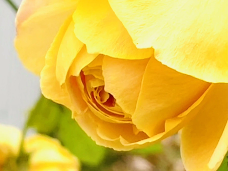 IMG_6203.jpg?type=w966