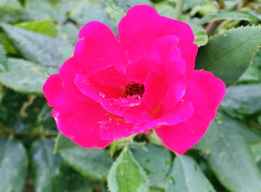 IMG_0946.jpg?type=w966