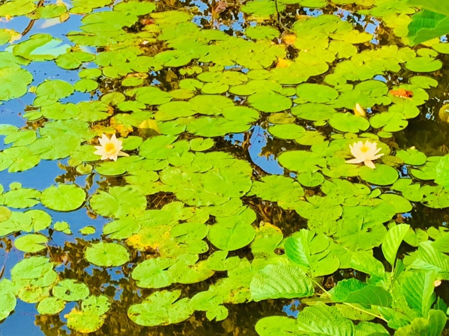 IMG_0755.jpg?type=w966