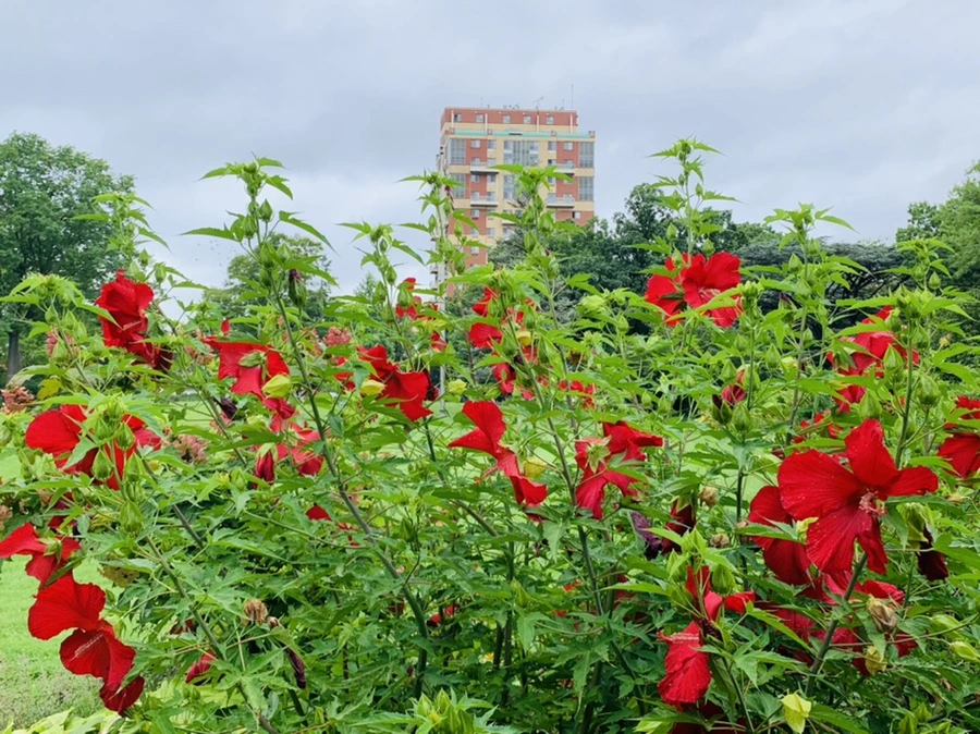 IMG_1123.jpg?type=w966