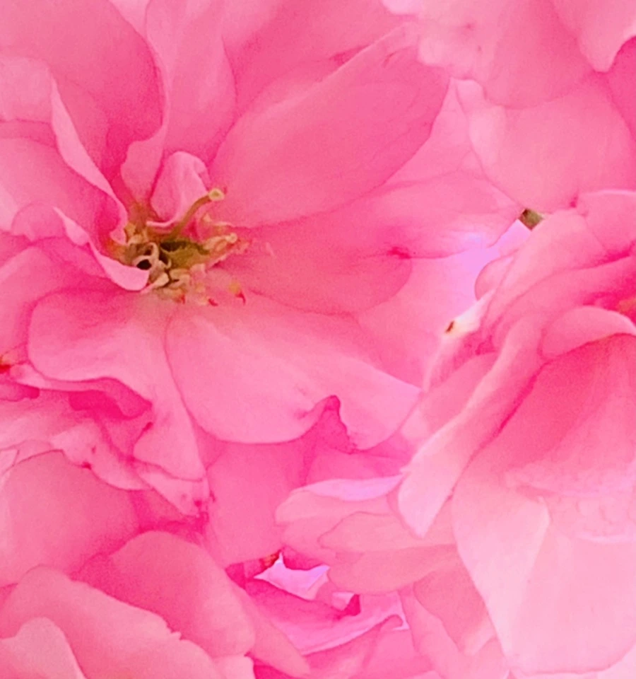 IMG_5503.jpg?type=w966