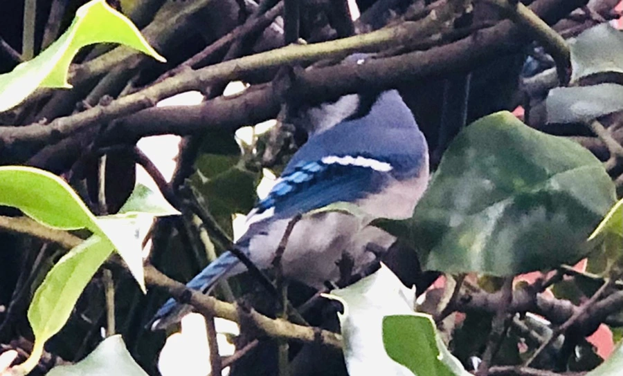 IMG_6340.jpg?type=w966