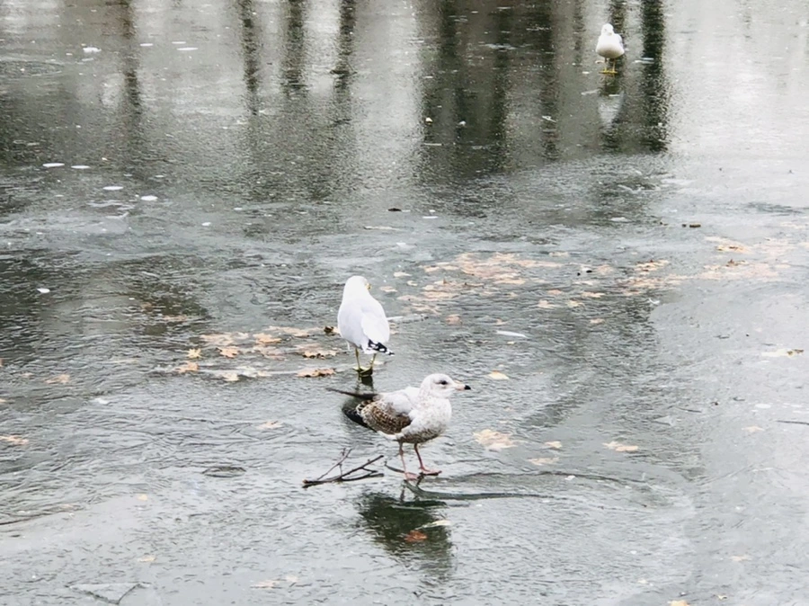 IMG_8482.jpg?type=w966