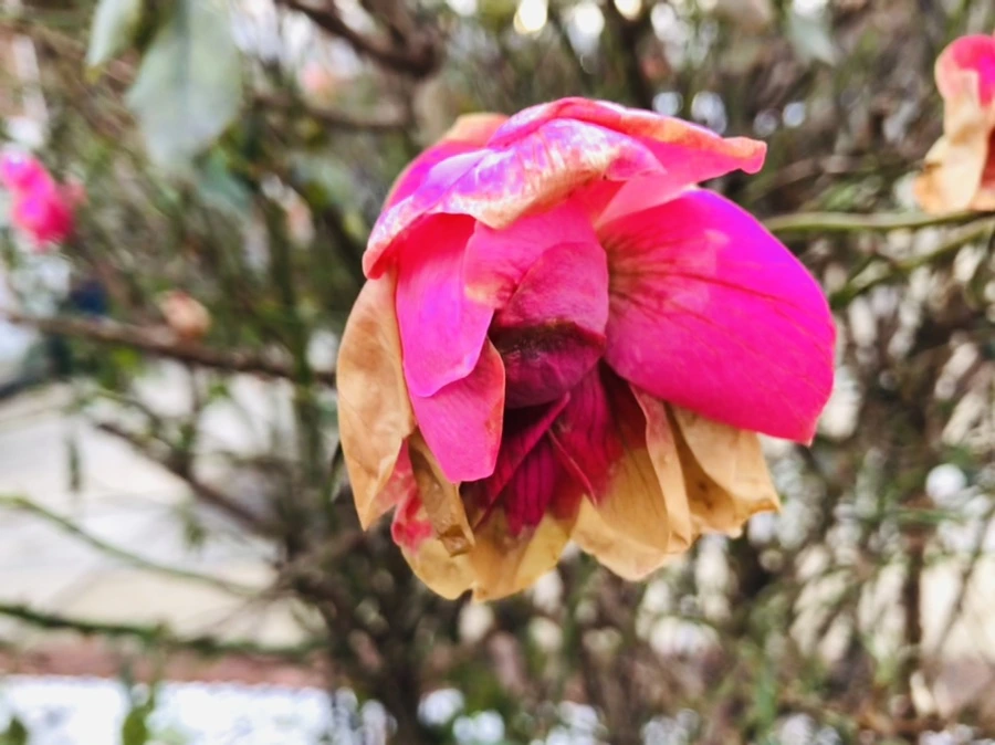 IMG_8203.jpg?type=w966