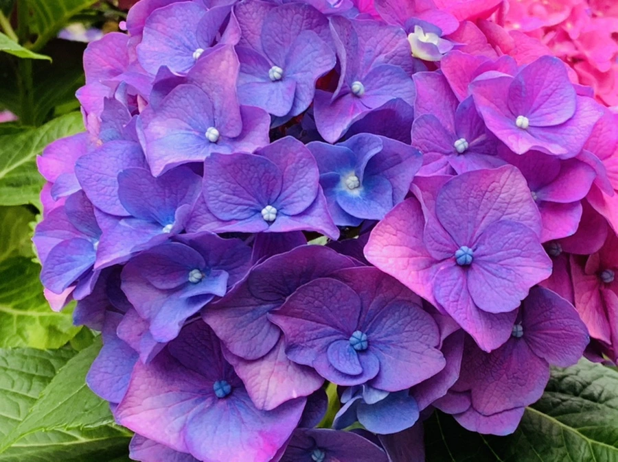 IMG_7166.jpg?type=w966