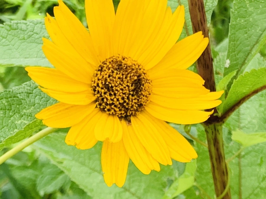 IMG_0982.jpg?type=w966