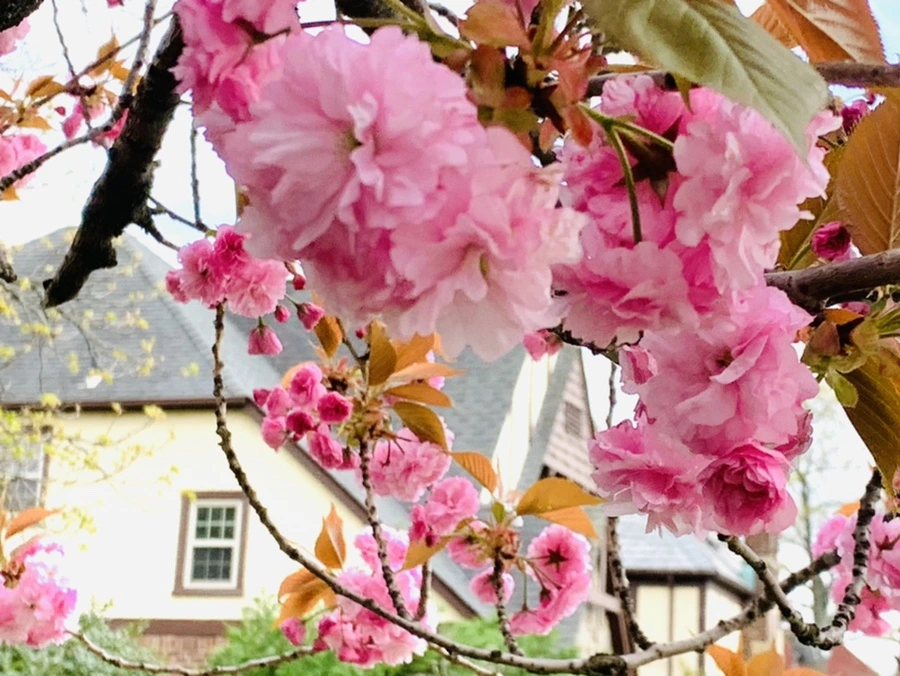 IMG_4410.jpg?type=w966