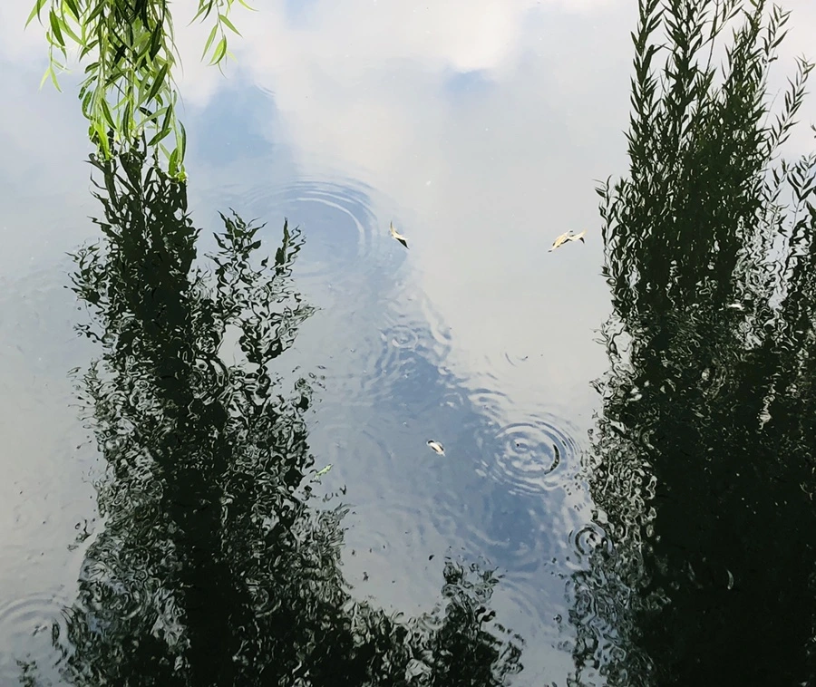 IMG_3087.jpg?type=w966