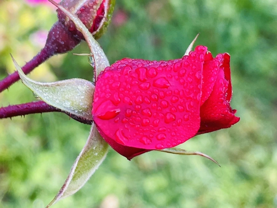 IMG_0987.jpg?type=w966