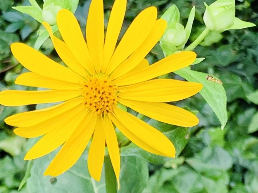 IMG_1076.jpg?type=w966