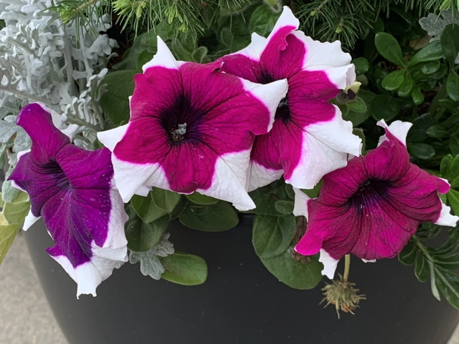 IMG_2658.jpg?type=w966