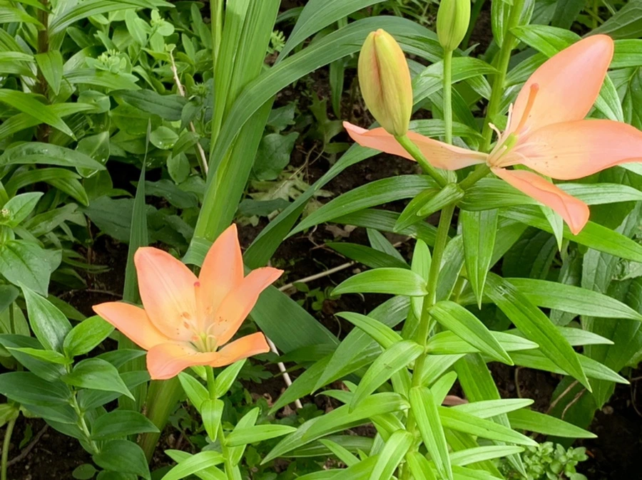 IMG_7277.jpg?type=w966