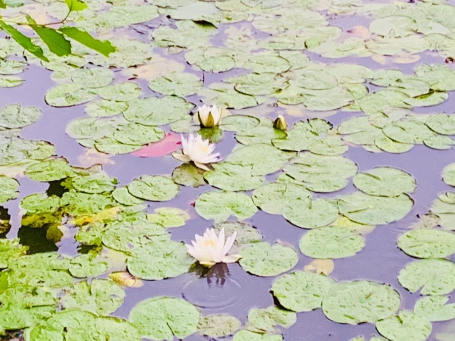 IMG_8326.jpg?type=w966