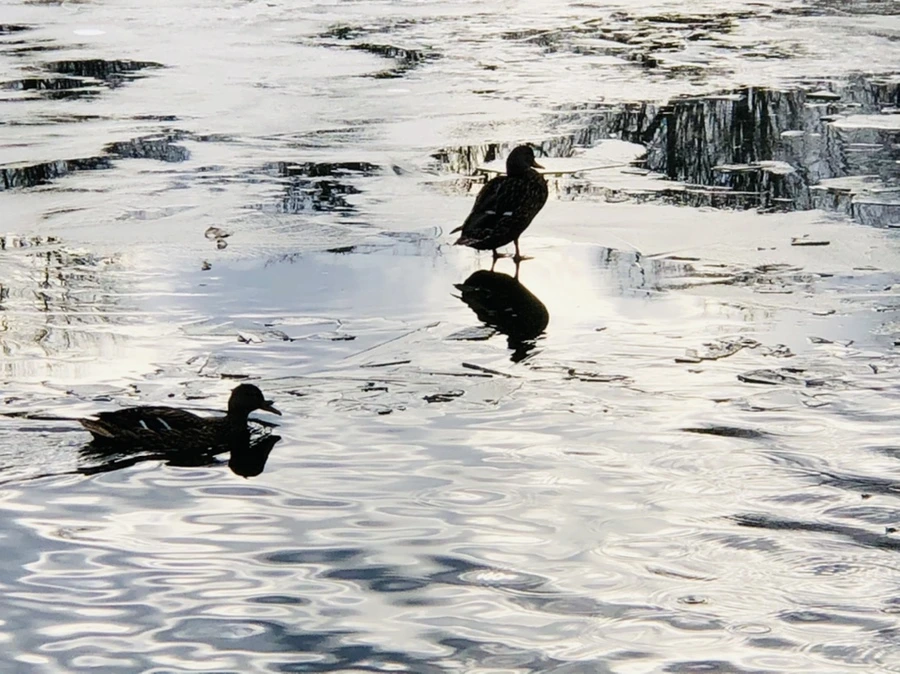 IMG_5040.jpg?type=w966