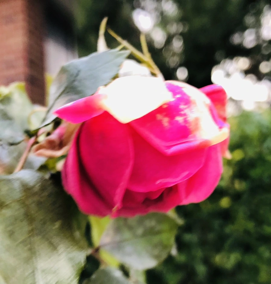 IMG_8182.jpg?type=w966