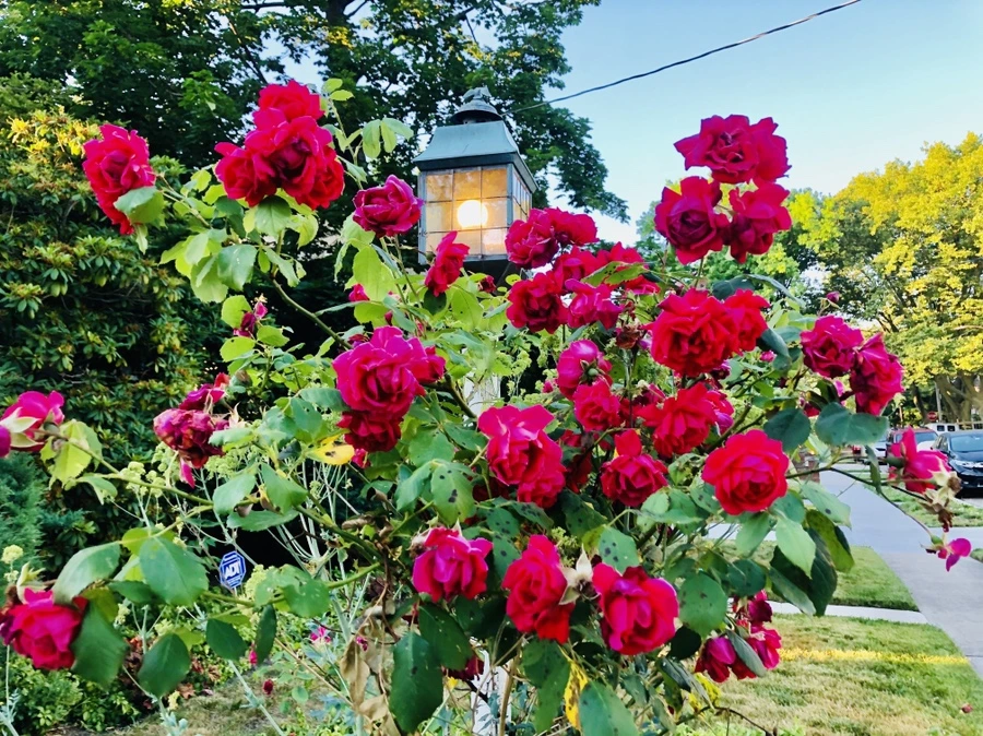 IMG_0357.jpg?type=w966