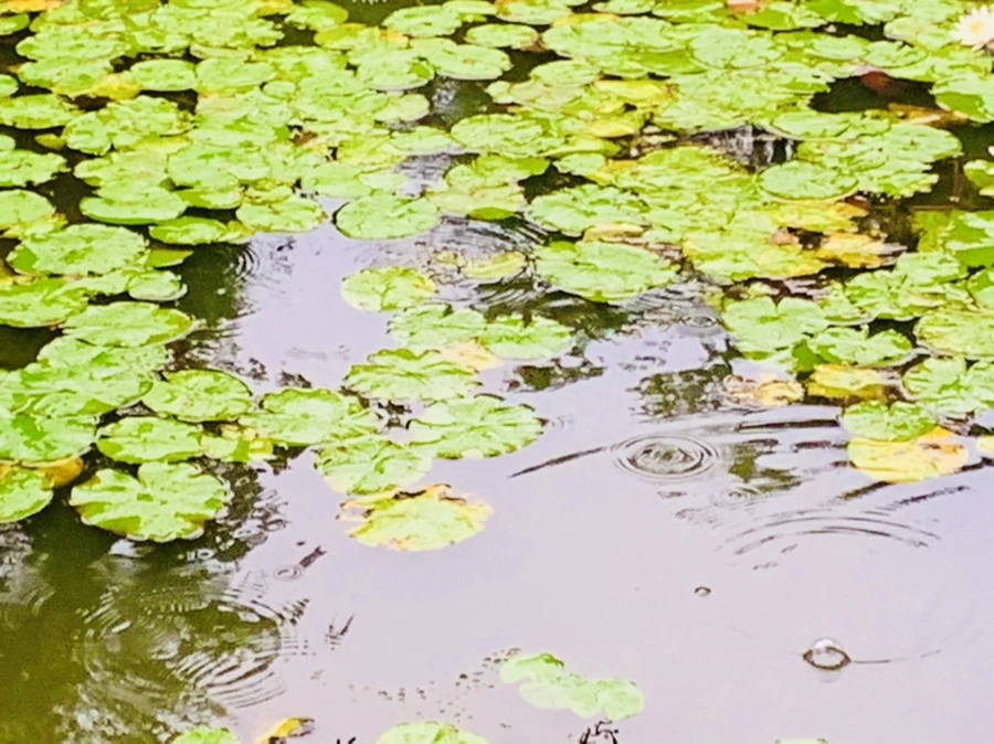 IMG_8372.jpg?type=w966