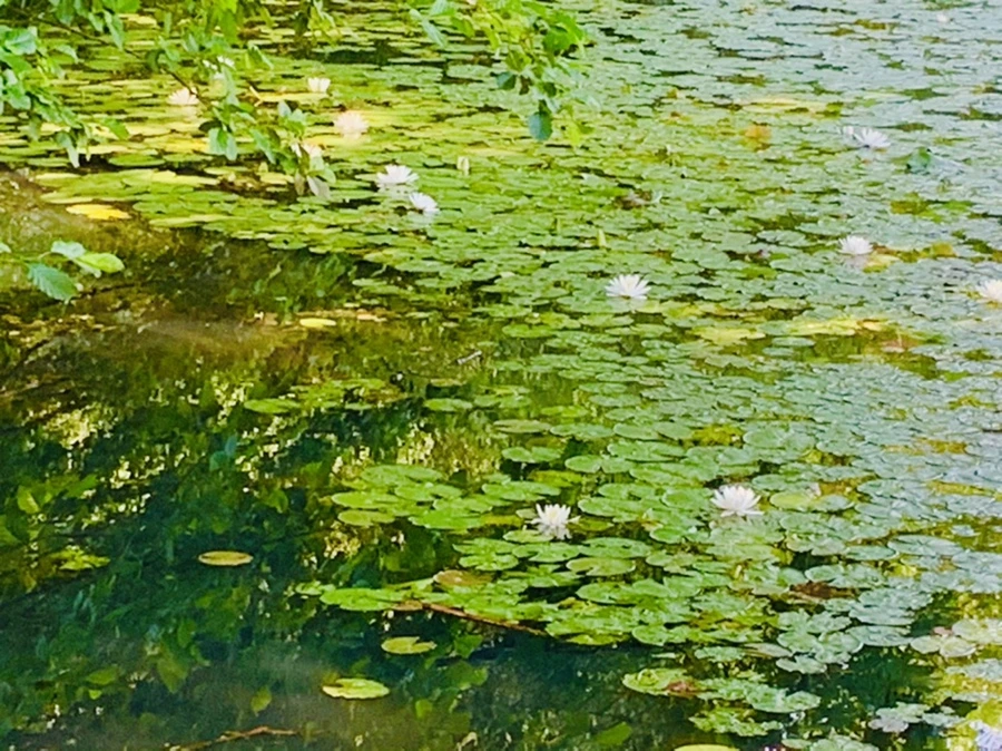 IMG_1203.jpg?type=w966