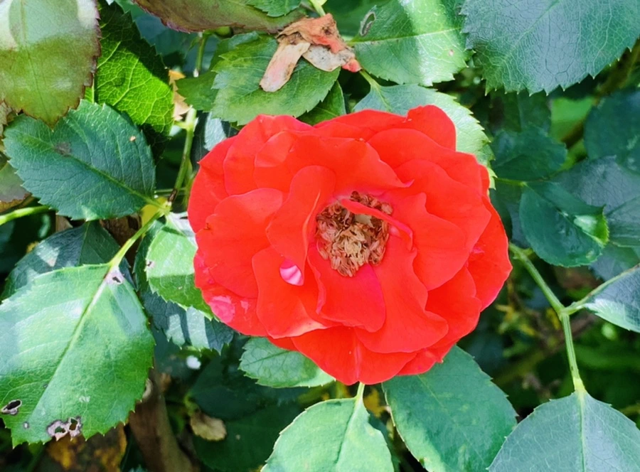 IMG_0480.jpg?type=w966